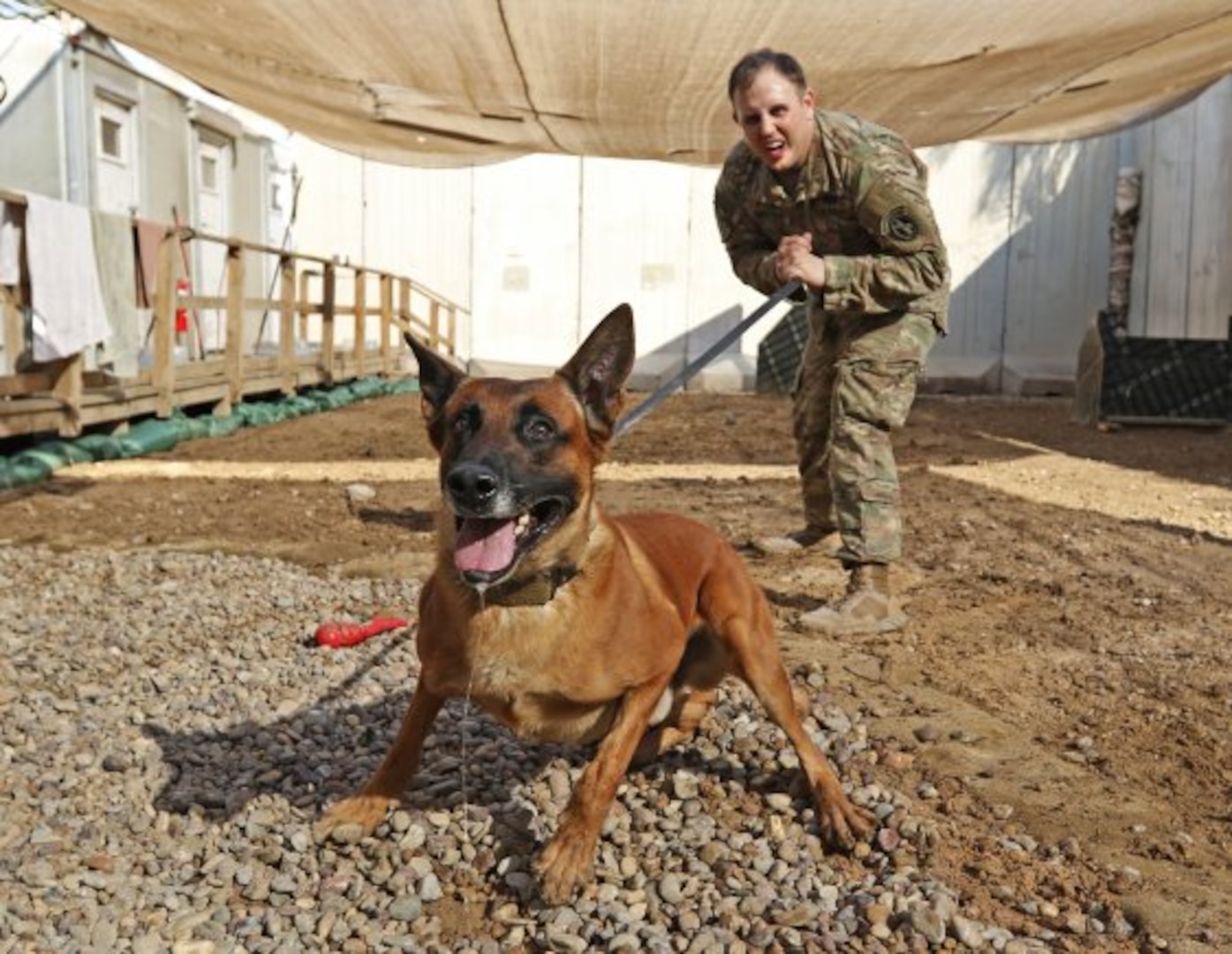 Rrobiek, a Belgian Malinois military working dog, and his handler, U.S. Army Staff Sgt. Charles Ogin, 3rd Infantry Regiment, practice bite training after work Feb. 14 in Baghdad, Iraq. Rrobiek is a patrol and explosive detector dog who works hard with Ogin to ensure the safety of everyone inside the entry point gate at Union III in Baghdad. (Photo Credit: U.S. Army photo by Sgt. Anna Pongo)