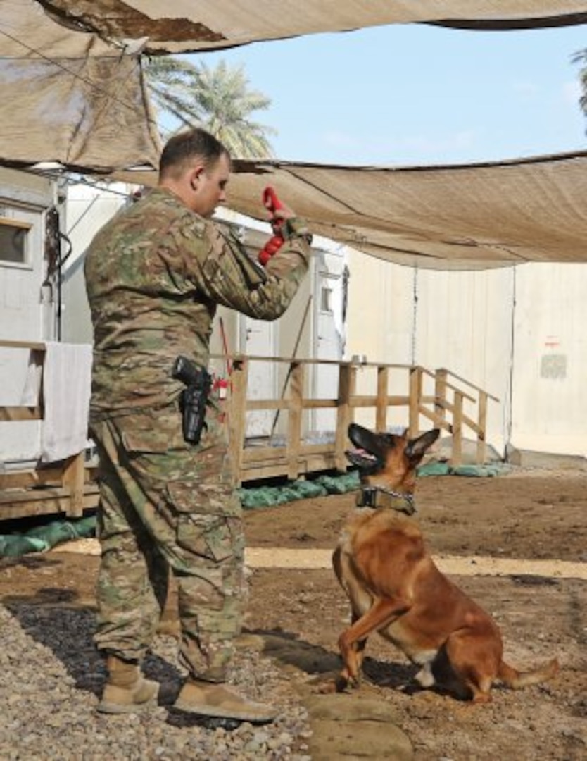 Rrobiek, a Belgian Malinois military working dog, and his handler, U.S. Army Staff Sgt. Charles Ogin, 3rd Infantry Regiment, play together after work Feb. 14 in Baghdad, Iraq. Rrobiek is a patrol and explosive detector dog who works hard with Ogin to ensure the safety of everyone inside the entry point gate at Union III in Baghdad. (Photo Credit: U.S. Army photo by Sgt. Anna Pongo)