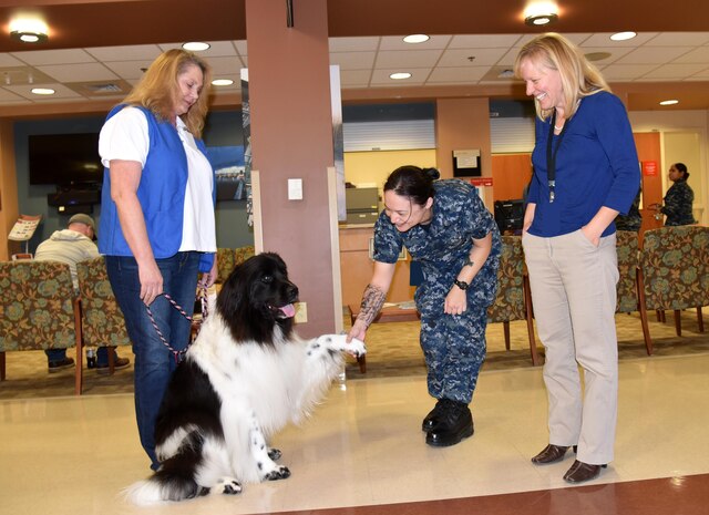 Navy Seaman Cordelia Miles, center, a hospital corpsman serving at Naval Health Clinic Charleston, and Dr. Beth Price, right, a physician at NHCC, greet Jazz, a therapy dog, and her handler, Pam Diehl, an American Red Cross Volunteer, Dec. 7 at NHCC. Jazz and Diehl visit with patients and staff at NHCC weekly, as part of the American Red Cross Animal Visitation Program. 