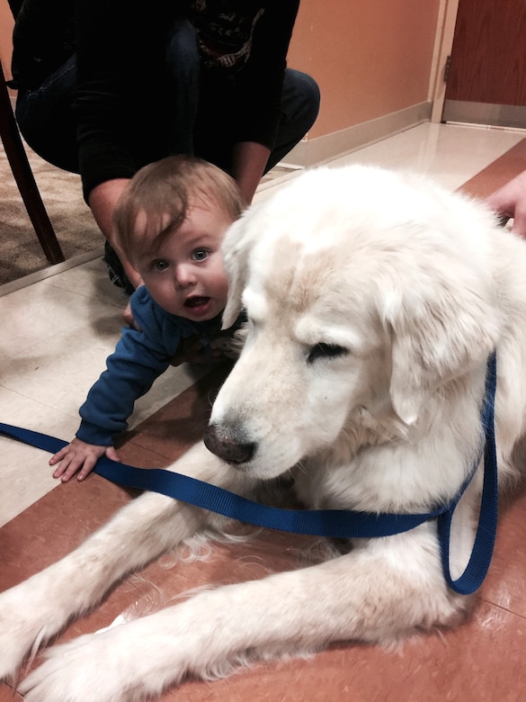 One-year-old Cain Robinette spends time with Joey, a therapy dog participating in the American Red Cross Animal Visitation Program at Naval Health Clinic Charleston Dec. 27, 2016. Joey is one of five dogs in the new program designed to bring comfort to NHCC patients and staff. 