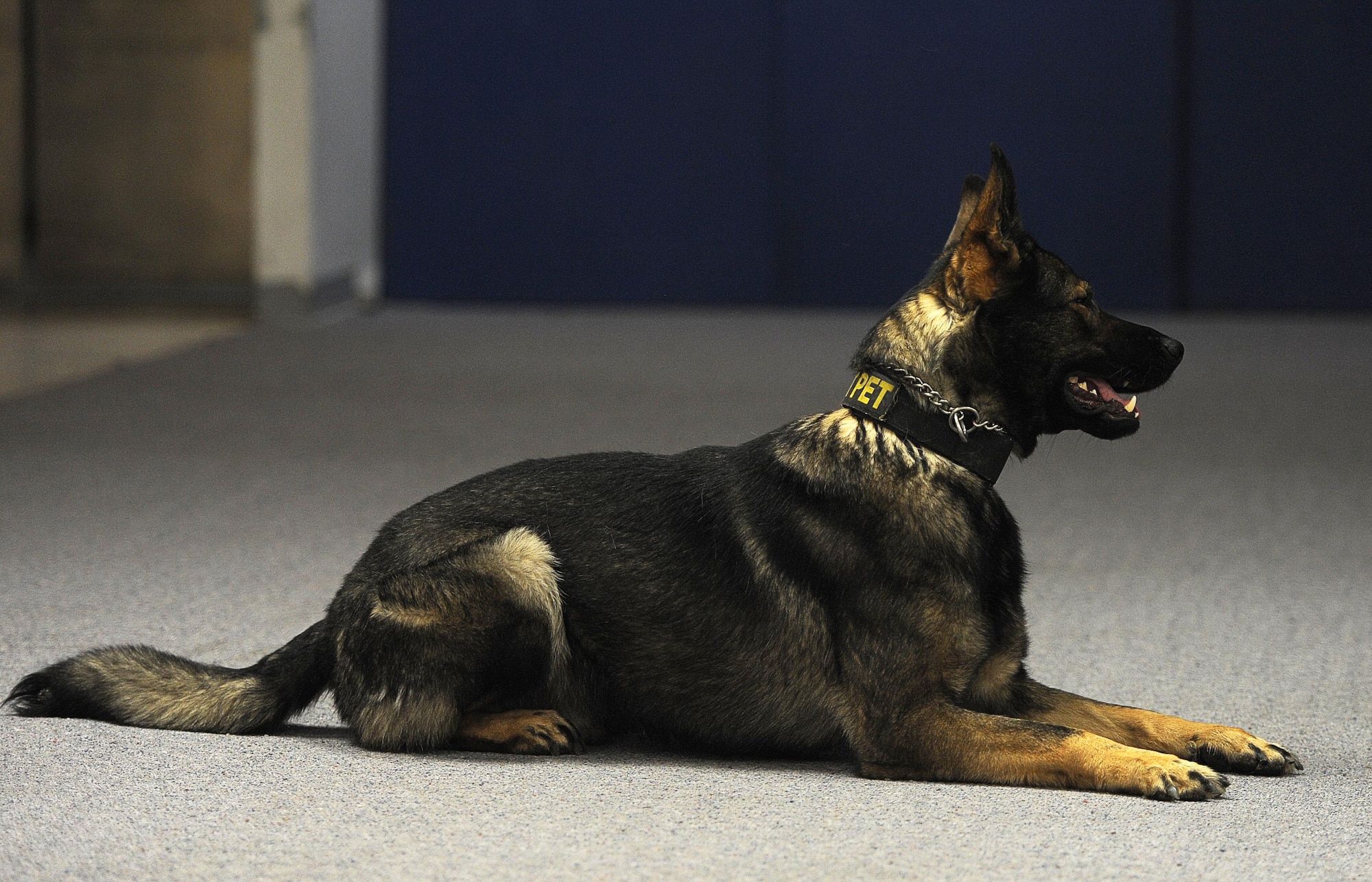 Deny, military working dog, awaits orders during training at Minot Air Force Base, N.D., Feb. 23, 2017. Handlers spend time bonding and building trust with their dogs to create a cohesive team in order to be ready for real world situations. (U.S. Air Force photo/Senior Airman Kristoffer Kaubisch)