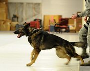 Senior Airman Amanda Puryear, 5th Security Forces Squadron military working dog handler, holds Deny, MWD, as he prepares to apprehend another handler in a bite suit at Minot Air Force Base, N.D., Feb. 23, 2017. The bite suit is worn by handlers to help realistically train MWDs. (U.S. Air Force photo/Senior Airman Kristoffer Kaubisch)