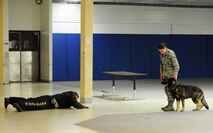 Senior Airman Amanda Puryear, 5th Security Forces Squadron military working dog handler and Deny, MWD, guard a simulated assailant during training at Minot Air Force Base, N.D., Feb. 23, 2017. MWDs are trained to maintain security for military bases and personnel. (U.S. Air Force photo/Senior Airman Kristoffer Kaubisch)