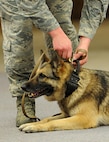 Senior Airman Dakota Willis, 5th Security Forces Squadron military working dog handler, removes the leash for Cyndy, MWD, at Minot Air Force Base, N.D., Feb. 23, 2017. Handlers spent time bonding and building trust with their dogs to create a cohesive team in order to be ready for real world situations. (U.S. Air Force photo/Senior Airman Kristoffer Kaubisch)