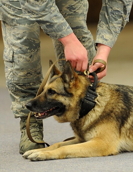 Senior Airman Dakota Willis, 5th Security Forces Squadron military working dog handler, removes the leash for Cyndy, MWD, at Minot Air Force Base, N.D., Feb. 23, 2017. Handlers spent time bonding and building trust with their dogs to create a cohesive team in order to be ready for real world situations. (U.S. Air Force photo/Senior Airman Kristoffer Kaubisch)