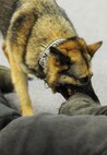 Cyndy, military working dog, bites the sleeve of a bite suit during training at Minot Air Force Base, N.D., Feb. 23, 2017. The bite suit is worn by handlers to help realistically train MWDs. (U.S. Air Force photo/Senior Airman Kristoffer Kaubisch)