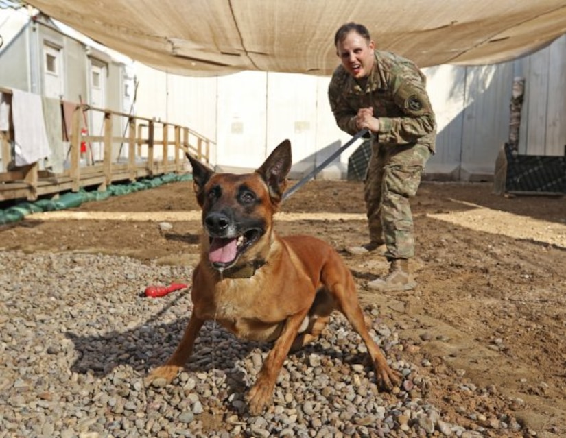 Rrobiek, a Belgian Malinois military working dog, and his handler, Army Staff Sgt. Charles Ogin, 3rd Infantry Regiment, practice bite training after work in Baghdad, Feb. 14, 2017. Rrobiek is a patrol and explosive detector dog who works hard with Ogin to ensure the safety of everyone inside the entry point gate at Union III in Baghdad. Army photo by Sgt. Anna Pongo