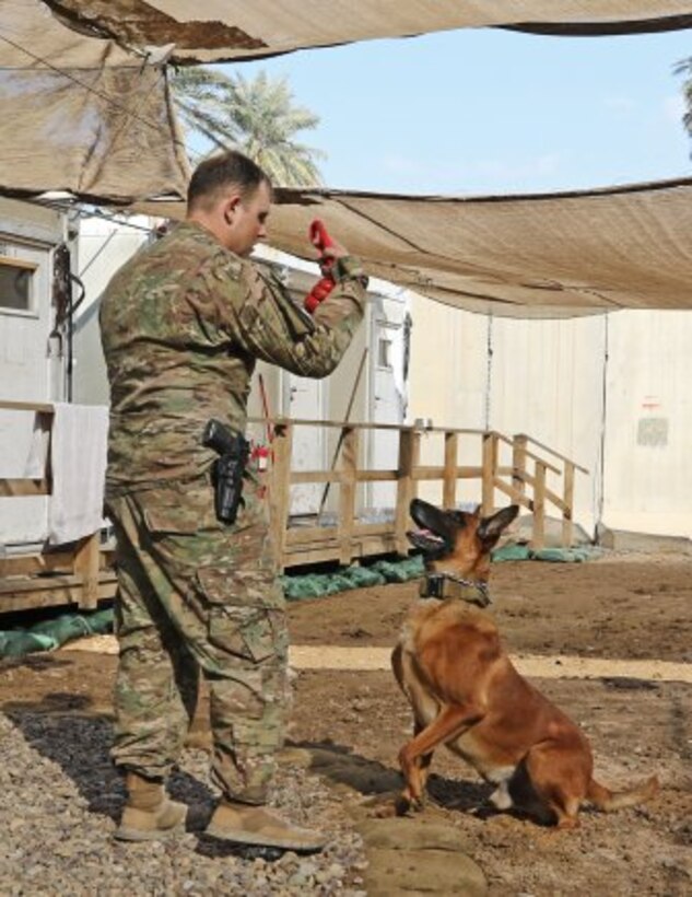 Rrobiek, a Belgian Malinois military working dog, and his handler, Army Staff Sgt. Charles Ogin, 3rd Infantry Regiment, play together after work in Baghdad, Feb. 14, 2017. Army photo by Sgt. Anna Pongo