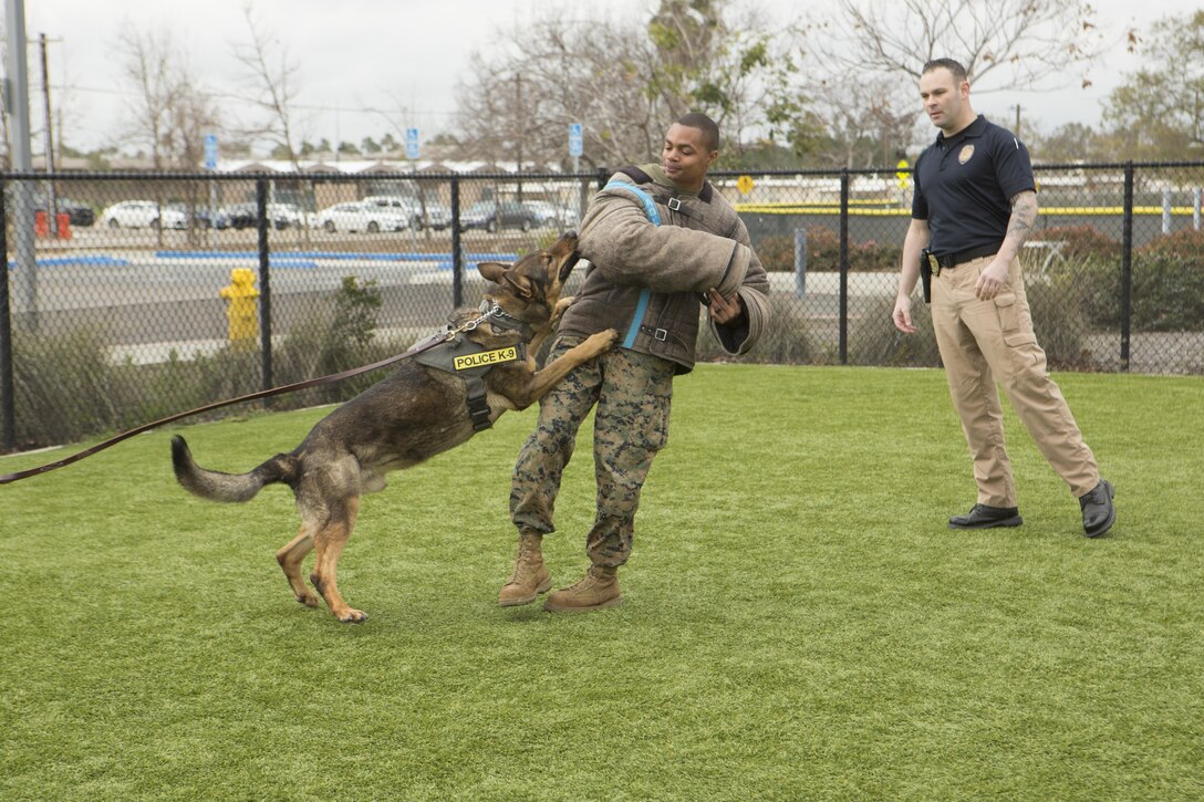 Officers with the Provost Marshal's Office at Marine Corps Air Station Miramar, Calif., demonstrates how a military working dog is trained to attack a suspect during a K-9 showcase at the Miramar Youth and Teen Center on MCAS Miramar, Feb. 17. Military working dog handlers train their dogs to assist in neutralizing a threat to aid in base security. (U. S. Marine Corps photo by Lance Cpl. Liah Kitchen/Released)