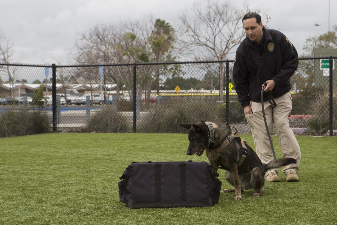 A civilian law enforcement officer with the Provost Marshal's Office at Marine Corps Air Station Miramar, Calif., demonstrates how his military working dog is trained to detect explosives and narcotics during a K-9 demonstration at the Miramar Youth and Teen Center on MCAS Miramar, Feb. 17. Military working dogs are trained in explosive and narcotic detection to aid in base security. (U. S. Marine Corps photo by Lance Cpl. Liah Kitchen/Released)