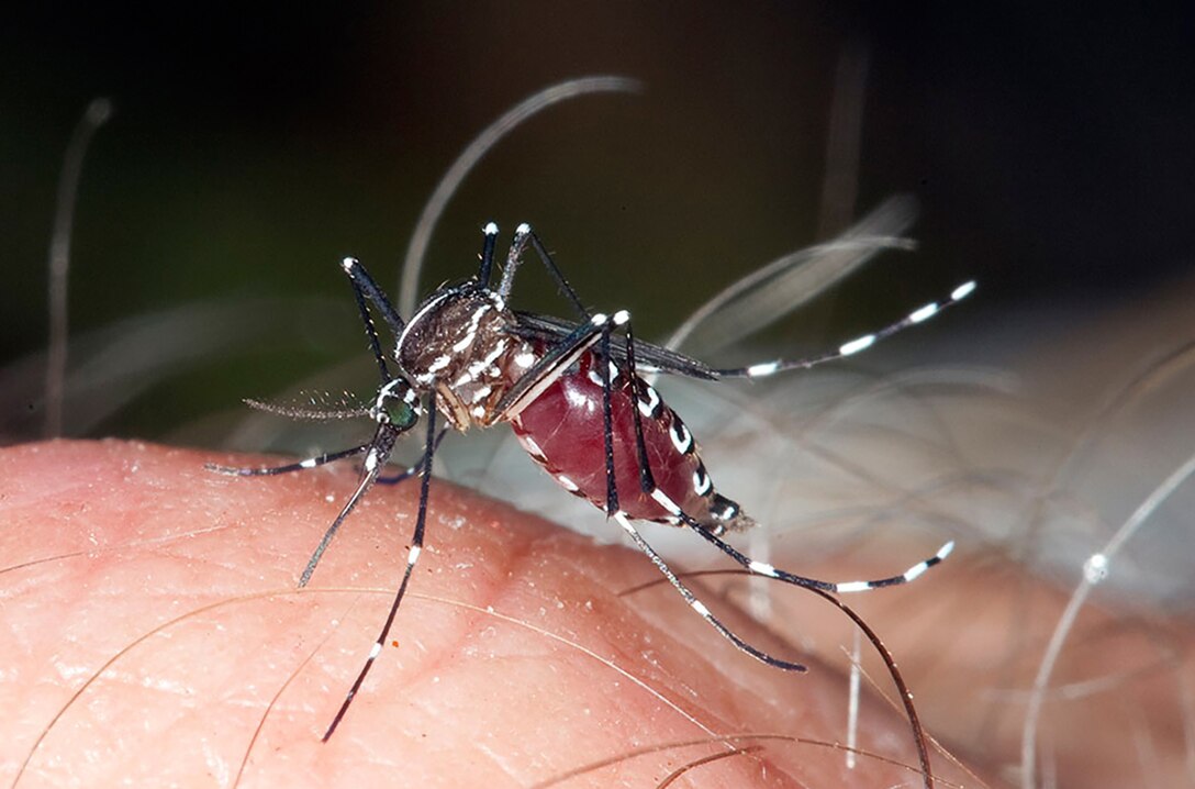 A female Polynesian tiger mosquito, one type that carries the Zika virus, takes a blood meal.
