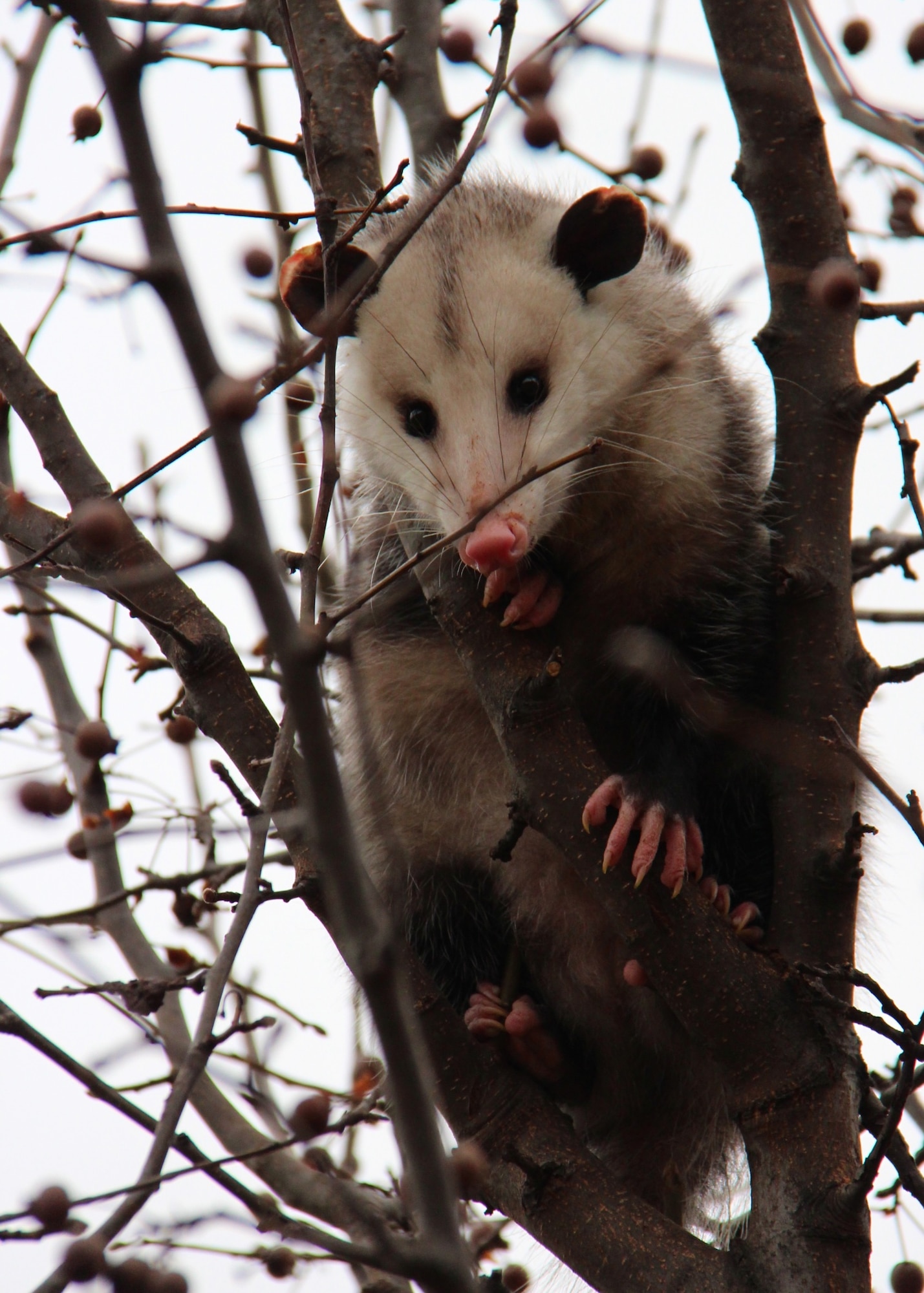 Watching you, watching me, watching the wing at work?  The 932nd Airlift Wing was watched over January 3, 2016, by an extra set of eyes, as the unit reopened after the New Years federal holiday.  This North American opossum decided to climb the tree next to the 932nd flag pole, very near the sidewalk to the headquarters building.  Once up there, he couldn't quite seem to decide how to come back down, much like a cat stuck in a tree.  Some people walking past thought he was dead, but he was only pretending, and moved his head slightly when spoken to.  An animal specialist was dispatched and carefully moved the frightened fellow to a safer location near the lake and woods, to roam freely again.  (U.S. Air Force photo by Lt. Col. Stan Paregien)