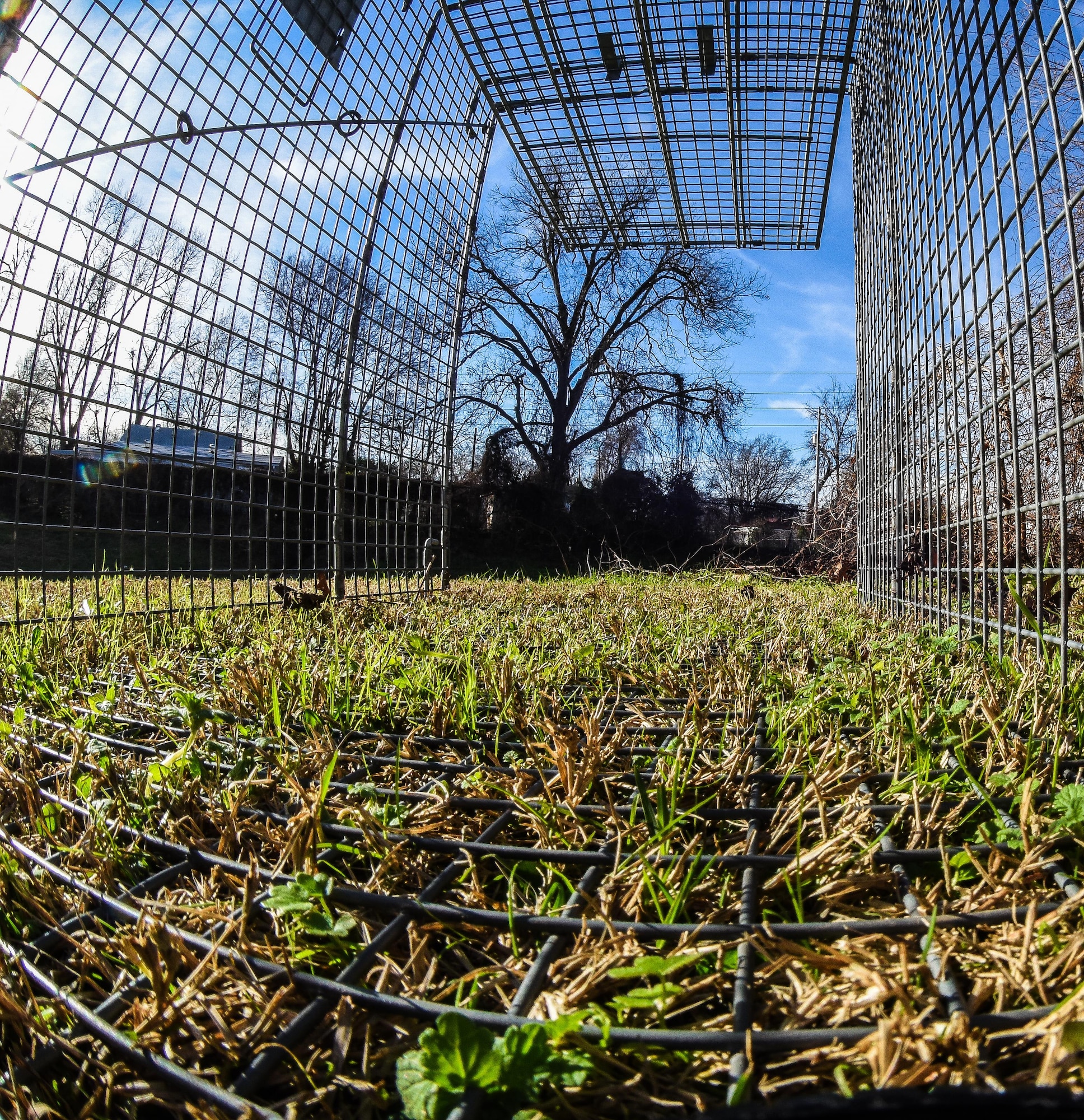 A trap is baited and set on Barksdale Air Force Base La., January 3, 2017. The traps were set in order to capture and remove four wild dogs from the base. Pest management are called into action to remove all manner of species such as termites, wild dogs, snakes, skunks and wild dogs.  (U.S. Air force photo/Senior Airman Luke Hill)