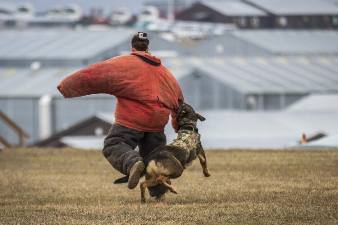 Army 1st Lt. Claire Simpson demonstrates how Sgt. Leo, a military working dog, can detain a fleeing suspect on Camp Bondsteel, Kosovo, Dec. 31, 2016. Simpson is assigned to Multinational Battle Group-East Task Force Medical and Leo to the 131st Military Working Dog Detachment. Military dogs can be trained to detect improvised explosive devices and must be at least 95 percent accurate to qualify to work. Army photo by Spc. Adeline Witherspoon