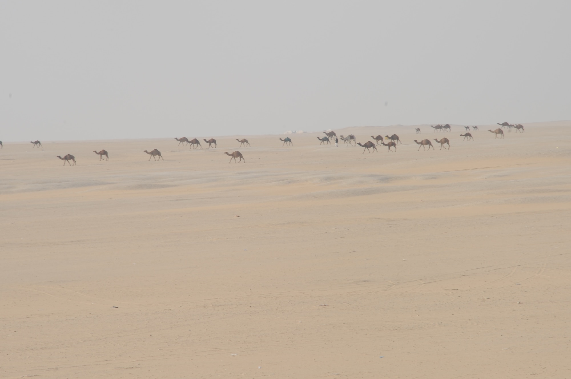 Camels graze in the desert lands that surround the base in an undisclosed location in Southwest Asia Jan. 1, 2016. The 386th Expeditionary Security Forces Squadron base security zone patrol is responsible for safeguarding the security zones on the perimeter. (U.S. Air Force photo/Tech. Sgt. Kenneth McCann)