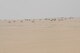 Camels graze in the desert lands that surround the base in an undisclosed location in Southwest Asia Jan. 1, 2016. The 386th Expeditionary Security Forces Squadron base security zone patrol is responsible for safeguarding the security zones on the perimeter. (U.S. Air Force photo/Tech. Sgt. Kenneth McCann)