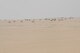 Camels graze in the desert lands that surround the base in an undisclosed location in Southwest Asia Jan. 1, 2016. The 386th Expeditionary Security Forces Squadron base security zone patrol is responsible for safeguarding the security zones on the perimeter. (U.S. Air Force photo/Tech. Sgt. Kenneth McCann)