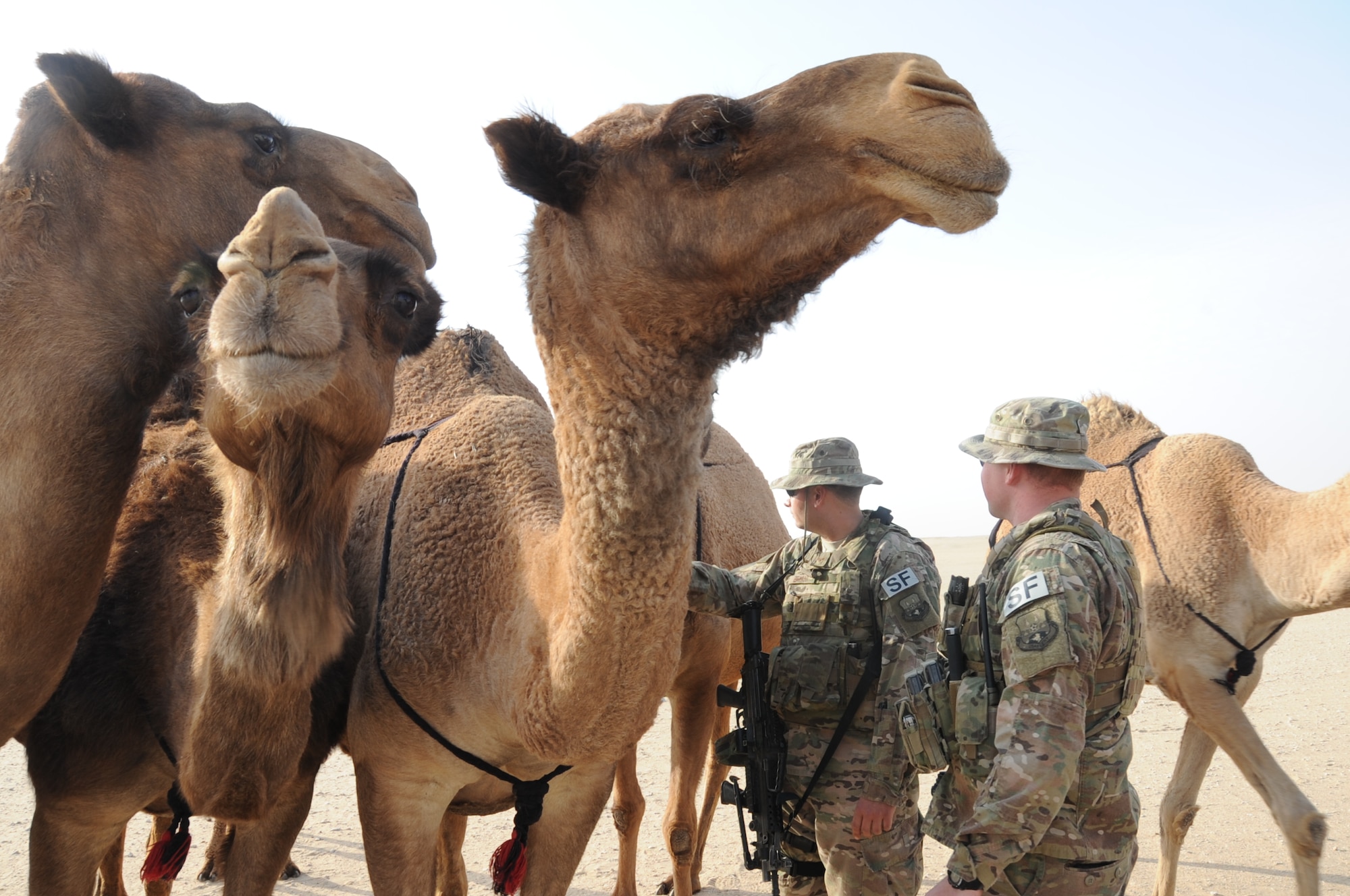 Senior Airmen Grayson Bryant, left, and Senior Airman Rhea Flambeau, right, 386th Expeditionary Security Forces Squadron patrolmen, encounter a heard of camels during a patrol of the base security zone at an undisclosed location in Southwest Asia Jan. 1, 2017. Both of these Airmen are part of the base security zone patrol team. (U.S. Air Force photo/Tech. Sgt. Kenneth McCann)