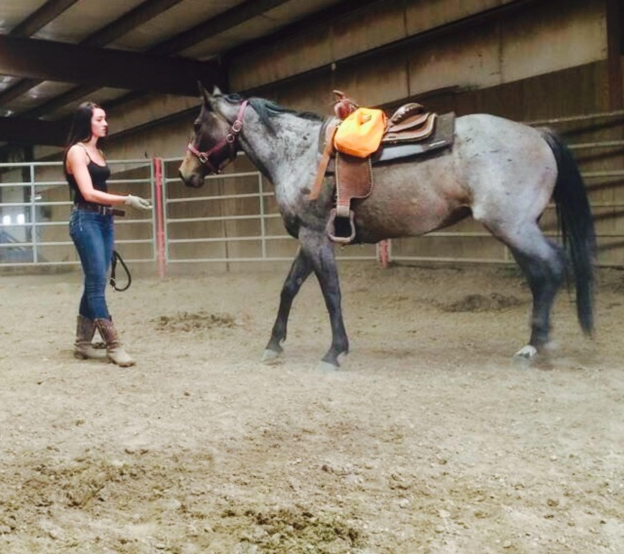 Air Force Office of Special Investigations Special Agent Katherine Licht encourages her horse, Storm, to come to her as part of foundation training to build mutual trust and acceptance of leadership roles. (Courtesy photo/SA Katherine Licht)  