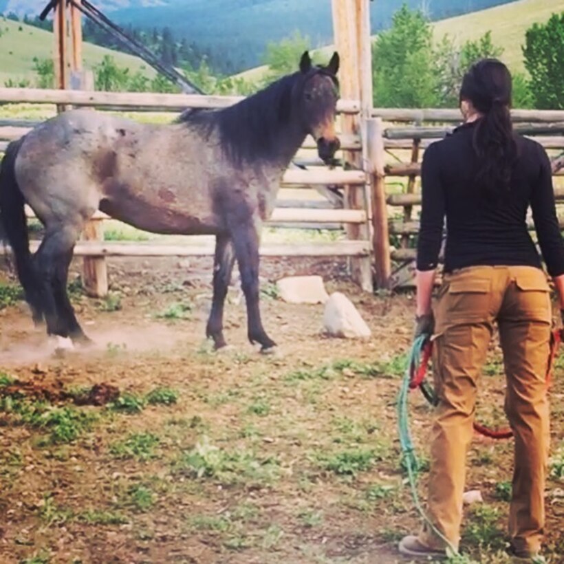 Air Force Office of Special Investigations Special Agent Katherine Licht teaches her horse Storm to stop, which is the first lesson horses learn from humans. (Courtesy photo/SA Katherine Licht)  