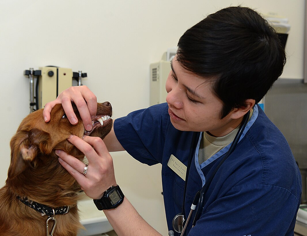 U.S. Army Capt. Emily Stuebing, Fort Eustis Veterinary Clinic veterinarian, inspects Justice’s teeth during a routine check-up at Joint Base Langley-Eustis, Va., Jan. 5, 2017. Active duty members, retirees and dependents can schedule appointments at the JBLE veterinary clinics for services, which include exams, vaccines and testing for various diseases and infections. (U.S. Air Force photo by Staff Sgt. Teresa J. Cleveland)
