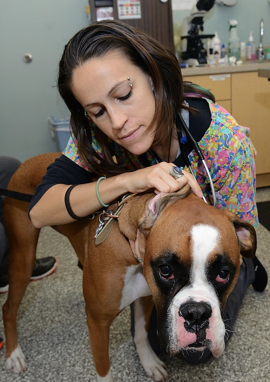 Jo Marie Edmister, Langley Veterinarian Clinic animal health care assistant, examinesEnzo’s, ears during a routine check-up at Joint Base Langley-Eustis, Va., Jan. 5, 2017. Veterinarians and technicians are scheduled on a daily basis to inspect pets and military working dogs for any signs of irritation, infection or other medical concerns that may hinder their comfort level or overall health. (U.S. Air Force photo by Staff Sgt. Teresa J. Cleveland)