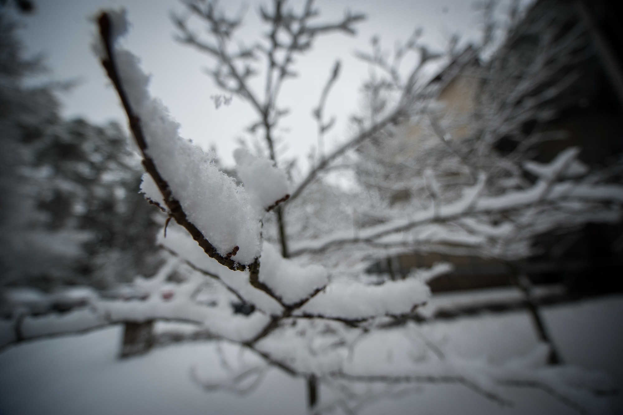 Snow is piled on tree branches at Ramstein Air Base, Germany, Jan. 10, 2017. The Kaiserslautern Military Community received approximately 3 1/2 inches of snow in one day, making it the largest snowfall in a 24-hour period in the area since 2009. According to local weather studies, the state of Rheinland-Pfalz receives an average of 24.4 inches of precipitation annually. (U.S. Air Force photo by Airman 1st Class Lane T. Plummer)
