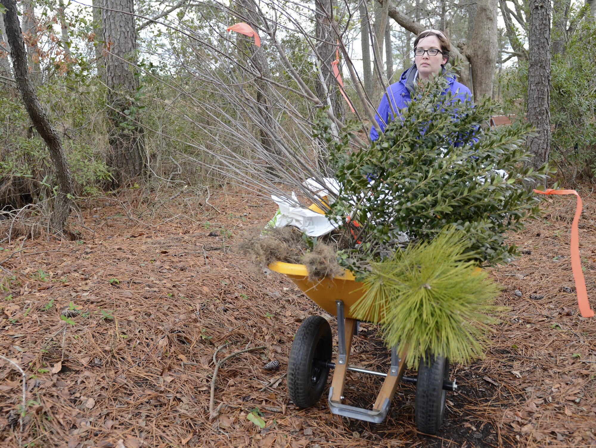 Alicia Garcia, 633rd Civil Engineer Squadron natural resources program manager, transfers pollinator plants from Bethel Park Garden to the nature trail during a volunteer event at Joint Base Langley-Eustis, Va., Jan. 6, 2017. Relocating the plants will allow better utilization by pollinator species, such as birds and butterflies. (U.S. Air Force photo by Airman 1st Class Kaylee Dubois)