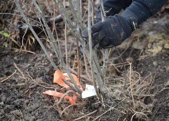 U.S. Air Force Airman 1st Class Cody Martin, 633rd Communications Squadron client systems technician, plants a tree on the nature trail during a volunteer event at Joint Base Langley-Eustis, Va., Jan. 6, 2017. The relocation of the pollinator plants from Bethel Park Garden to the nature trail will provide food and habitat for animals such as hummingbirds and bees. (U.S. Air Force photo by Airman 1st Class Kaylee Dubois)