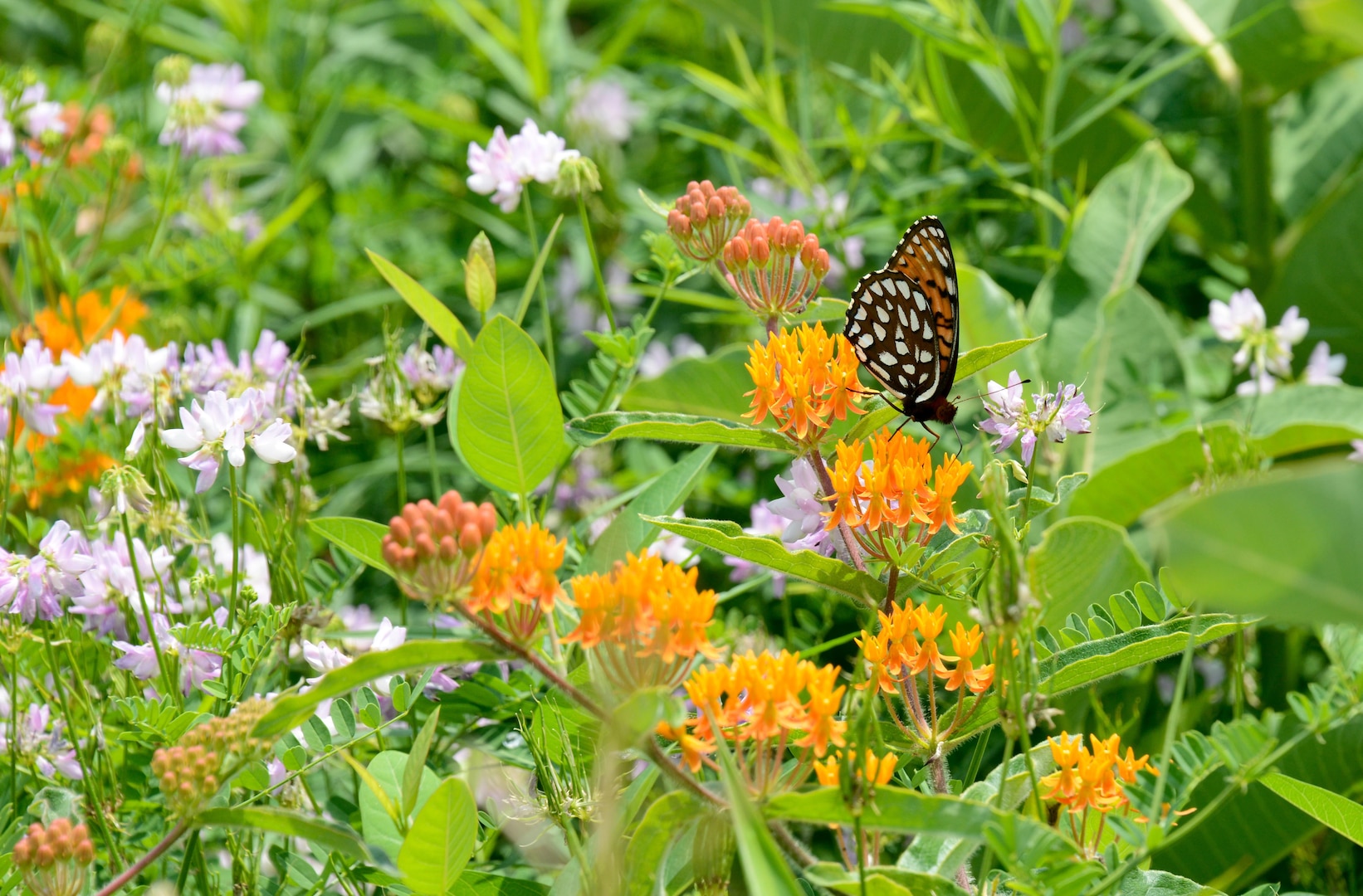 The rare regal fritillary butterfly located on Fort Indiantown Gap, July 1, 2016. The regal fritillary program has been recognized nationally for excellence, and the Pennsylvania National Guard cited for environmental superiority.