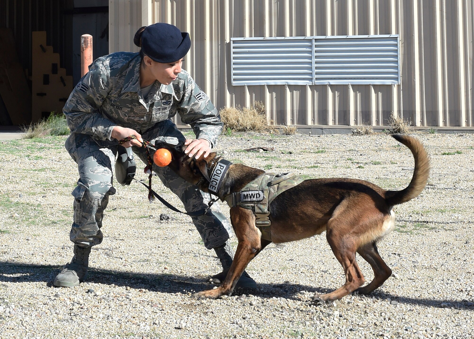 Senior Airman Jessica Reyes, 56th Security Forces Squadron military working dog handler, plays with Ffrida, 56th SFS MWD, before their certification evaluation Jan. 6, 2017, at Luke Air Force Base, Ariz. Handlers and their dogs need to build trust by having a good rapport between one another making them more effective. (U.S. Air Force photo by Senior Airman James Hensley)
