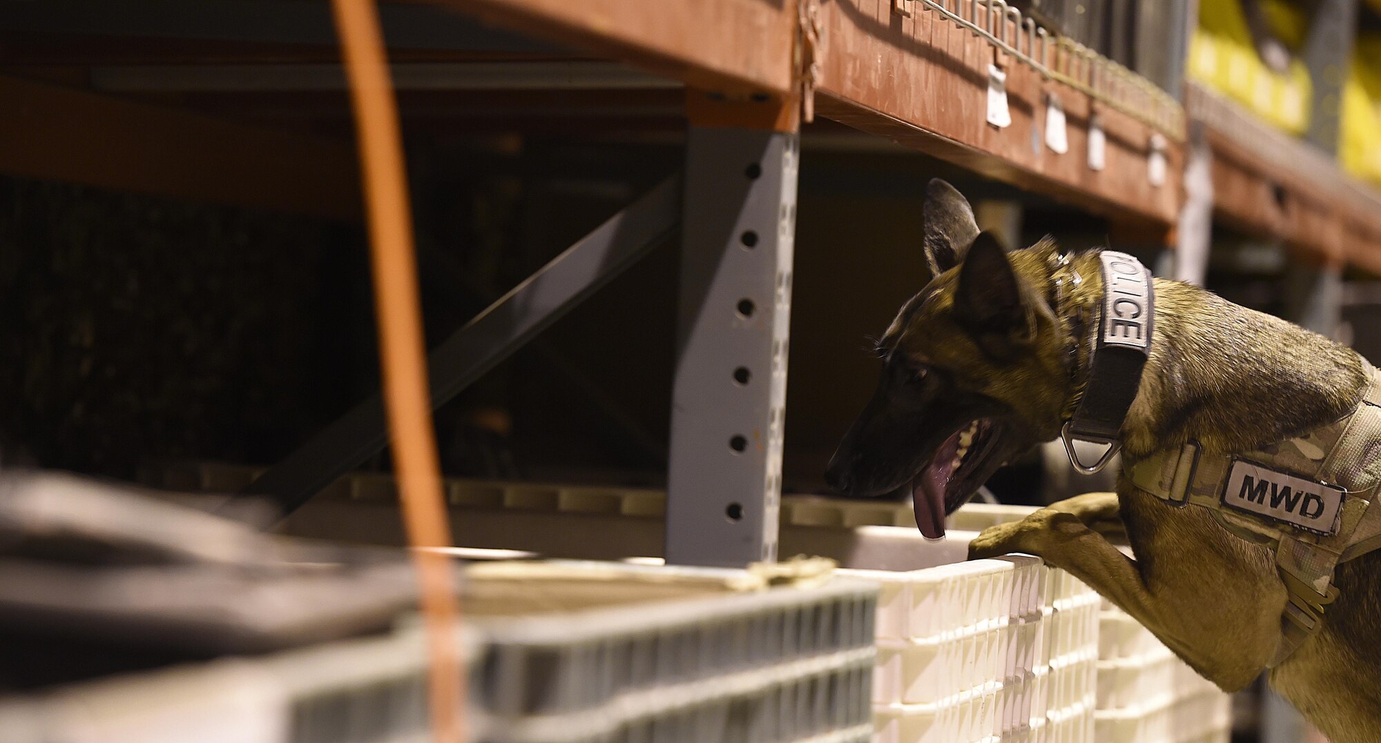 Ffrida, 56th Security Forces Squadron military working dog, looks in a container during a certification evaluation Jan. 6, 2017, at Luke Air Force Base, Ariz. For Ffrida, this was her first detection skills certification to qualify her as a military working dog. (U.S. Air Force photo by Senior Airman James Hensley)