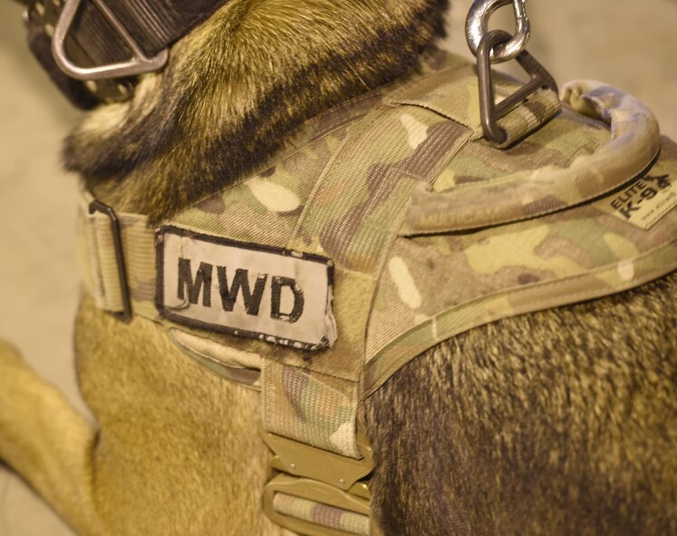 Ffrida, 56th Security Forces Squadron military working dog, lays down and waits for a command from her handler Jan. 6, 2017, at Luke Air Force Base, Ariz. For Ffrida, this was her first detection skills certification to qualify her as a military working dog. (U.S. Air Force photo by Senior Airman James Hensley)
