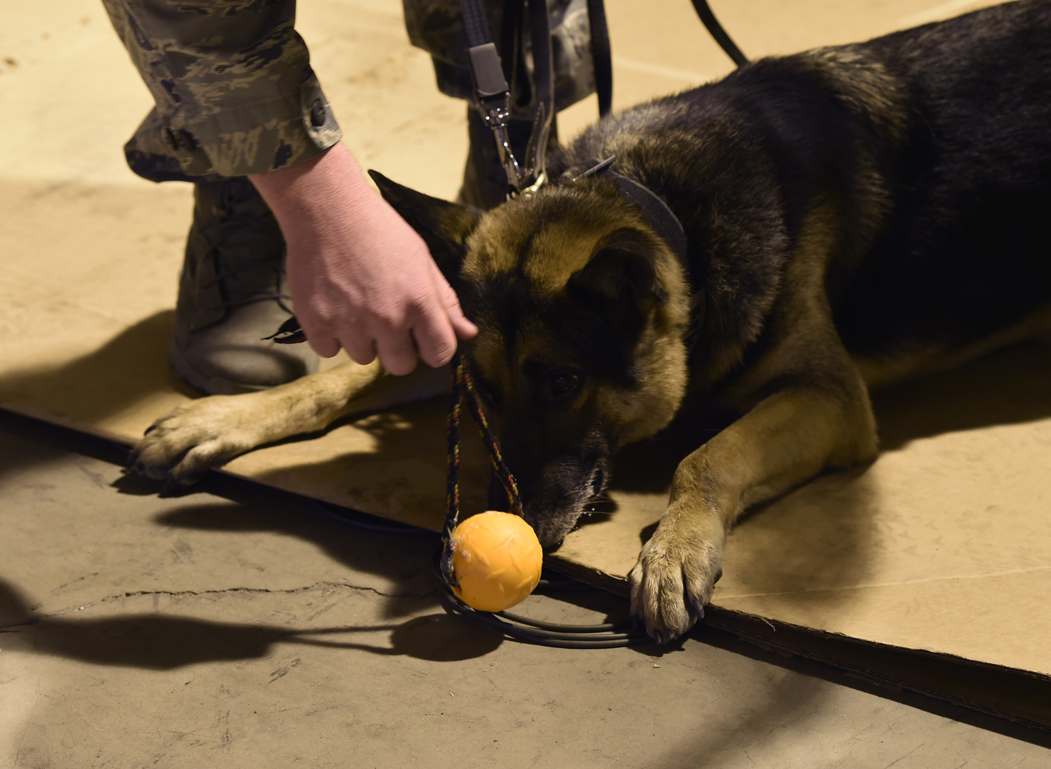 K9 Certification Training