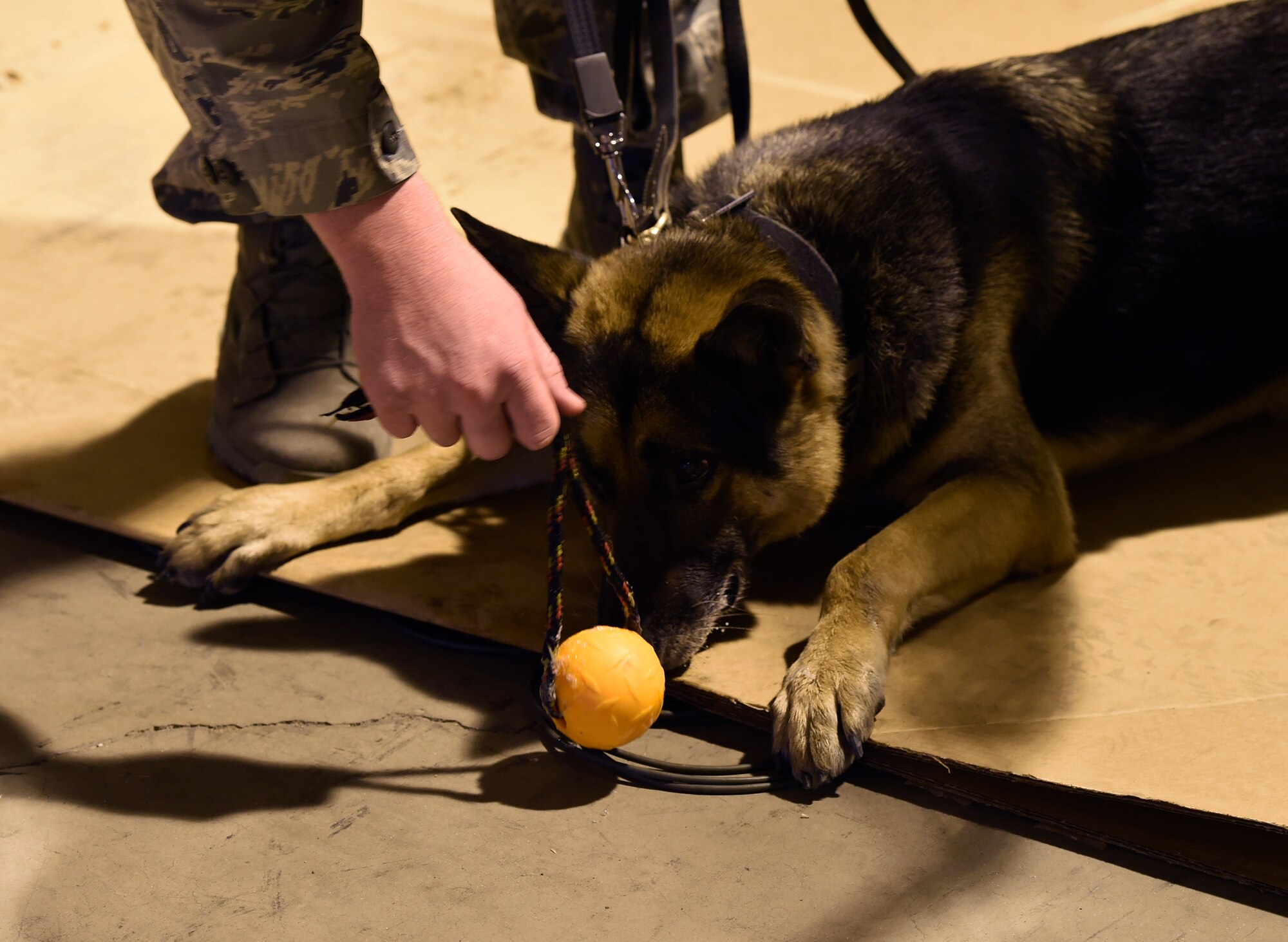 Staff Sgt. Kyle Quigg, 56th Security Forces Squadron military working dog handler, teases Wax, 56th SFS MWD, with a toy Jan. 6, 2017, at Luke Air Force Base, Ariz. The handlers use a reward system for the dogs to encourage the dogs to search for whatever the mission demands. (U.S. Air Force photo by Senior Airman James Hensley)