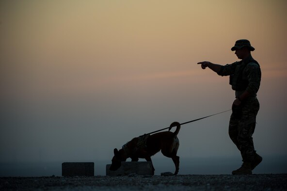 A 380th Expeditionary Security Forces Squadron military working dog team completes a detection training scenario at an undisclosed location in Southwest Asia, Jan. 10, 2017. Military working dogs complete weekly training scenarios to maintain the standards needed to protect military installations. (U.S. Air Force photo/Senior Airman Tyler Woodward)