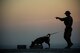 A 380th Expeditionary Security Forces Squadron military working dog team completes a detection training scenario at an undisclosed location in Southwest Asia, Jan. 10, 2017. Military working dogs complete weekly training scenarios to maintain the standards needed to protect military installations. (U.S. Air Force photo/Senior Airman Tyler Woodward)
