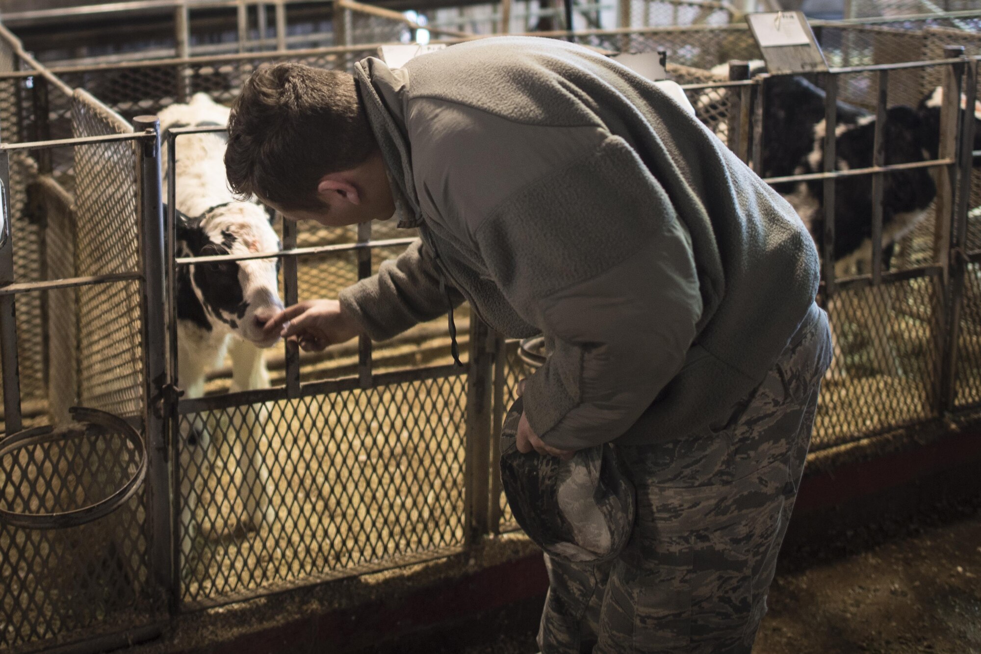 An Air Commando meets a calf at a local dairy as part of the Clovis Newcomers Community Tour Jan. 18, 2017 in Clovis, N.M. The tour, hosted by the Clovis/Curry County Chamber of Commerce and the Committee of 50 military affairs committee, introduces new Air Commandos to industries, history and entertainment options in Clovis. (U.S. Air Force Photo by Senior Airman Shelby Kay-Fantozzi/ released)