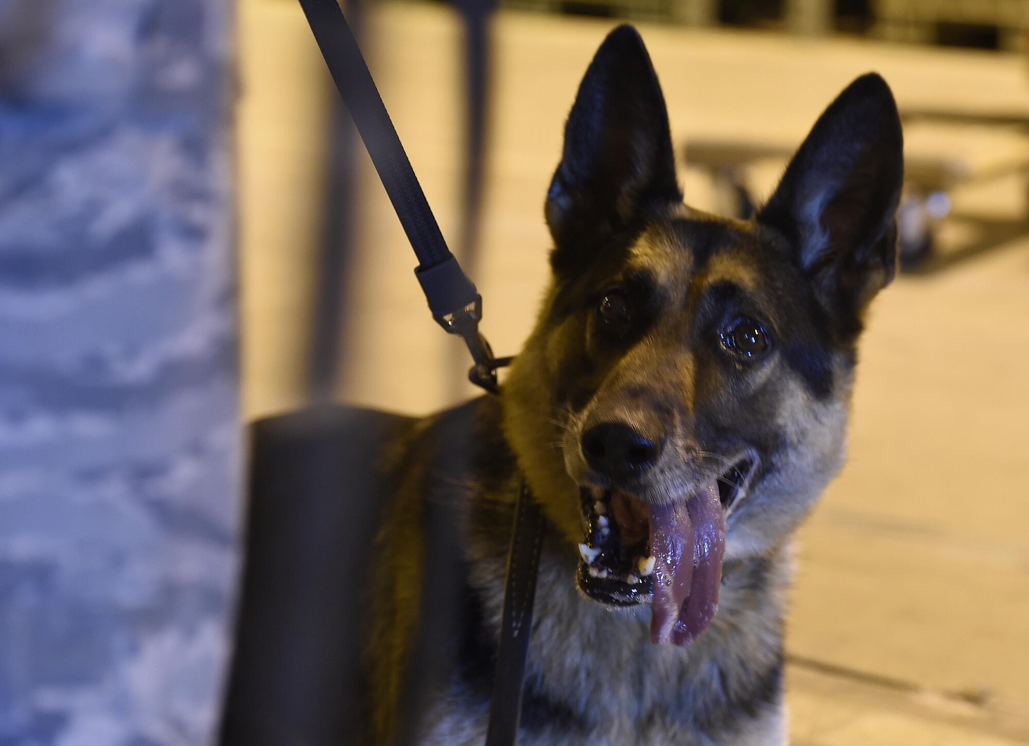 Wax, 56th Security Forces Squadron military working dog, eagerly waits for his reward after detecting contraband Jan. 6, 2017, at Luke Air Force Base, Ariz. The handlers use a reward system for the dogs to encourage the dogs to search for whatever the mission demands. (U.S. Air Force photo by Senior Airman James Hensley)