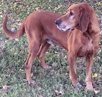 Even though Oliver is 10 years old and is starting to get some grey hair on his muzzle, one would never guess he is this old because he still loves to run and play. He gets along well with other dogs.