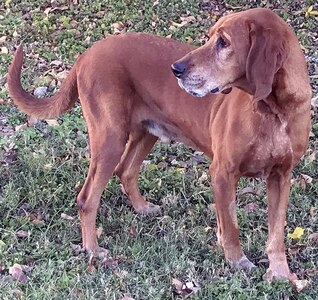 Even though Oliver is 10 years old and is starting to get some grey hair on his muzzle, one would never guess he is this old because he still loves to run and play. He gets along well with other dogs.