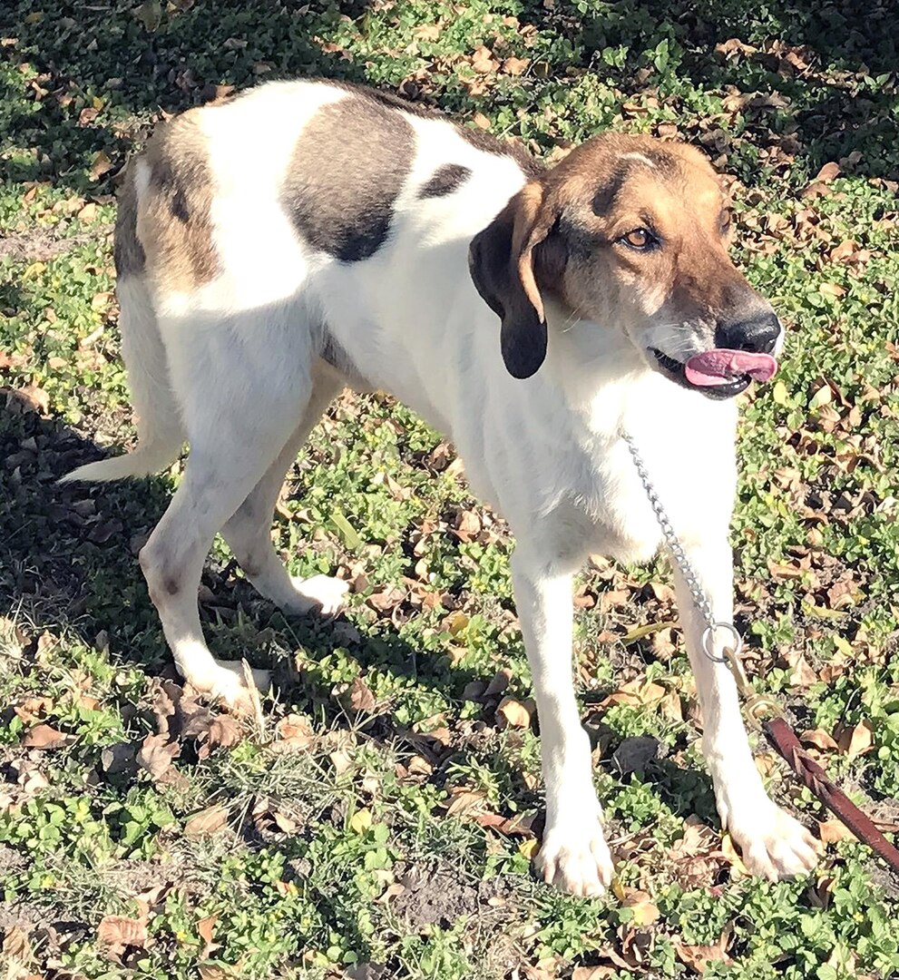 Slim gets along with other dogs well. He always has a good appetite and enjoys treats. He has a medical condition called Addison's disease that is well controlled and does not slow him down when it comes to play time.