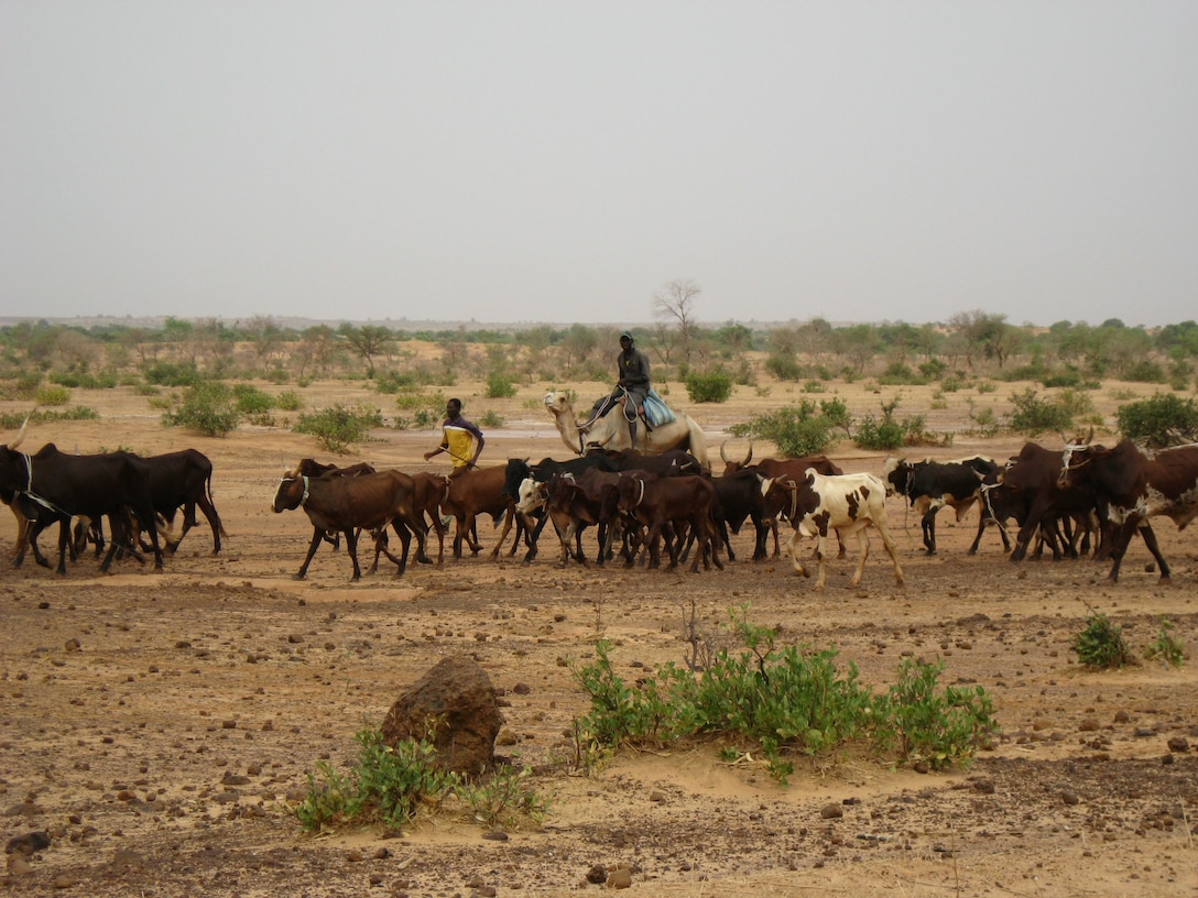 Herders on camelback moving cattle in Niger. Livestock is an important economic resource in much of the Sahel, but limitations on water and pasturage provide constant challenges to herders.