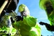 U.S. Air Force Senior Airman Nathan McKee, 20th Aerospace Medicine Squadron bioenvironmental engineer journeyman, center, takes a sample of a simulated chemical while Airman 1st Class Zachary Kay, left, and Airman 1st Class Justin Eason, right, 20th Civil Engineer Squadron emergency management technicians inspect the site during hazardous material training at Shaw Air Force Base, S.C., Jan. 19, 2017. The three-person group was in charge of testing the simulated chemical sample and relaying the results to their team members outside of the contamination zone. (U.S. Air Force photo by Airman 1st Class Christopher Maldonado)