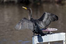 A Double-Crested Cormorant spreads its wings to absorb the sun’s warmth at Travis Air Force Base, Calif., Jan. 13, 2017. The cormorant is a common visitor to the Duck Pond on base. During the breeding season, this diving bird sports an impressive pair of fringes over each eye. Travis is host to many kinds of wildlife, including threatened or endangered species. (U.S. Air Force photo/ Heide Couch)