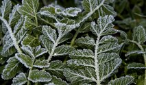 Crystals of hoar frost coat vegetation on a cold winter morning at Travis Air Force Base, Calif., Jan. 13, 2017. Frost forms on cold, clear nights when heat radiates out to the open sky faster than it can be replaced from nearby sources. (U.S. Air Force photo/ Heide Couch)