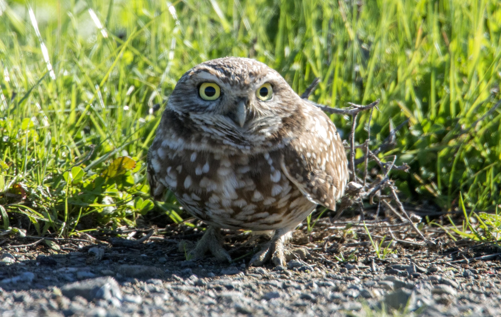 The Burrowing Owl, listed as a bird species of special concern, makes Travis Air Force Base, Calif., its home Jan. 13, 2017. It often perches near its hole; when approached too closely, it will bob up and down and finally dive into its burrow. The bird usually claims burrows that have been abandoned by squirrels, but is capable of digging its own. Recent reports show this small owl is declining in population in California. Travis is host to many kinds of wildlife, including threatened or endangered species. (U.S. Air Force photo/ Heide Couch)
