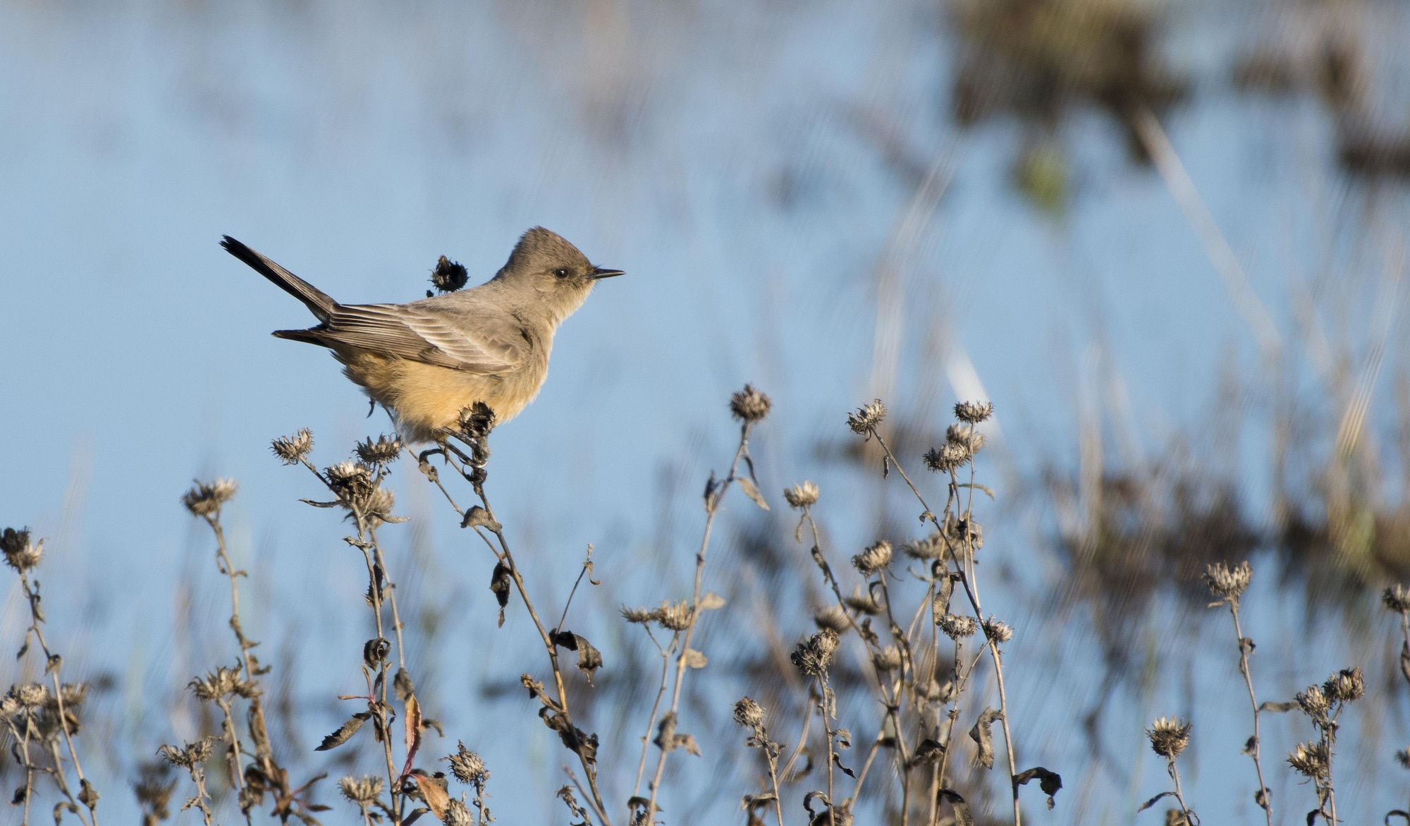 Say’s Phoebe, a medium-sized flycatcher, hunts for insects at Travis Air Force Base, Calif., Jan. 13, 2017. The bird frequents open areas such as grasslands and playgrounds. Travis is host to many kinds of wildlife, including threatened or endangered species. (U.S. Air Force photo/ Heide Couch)