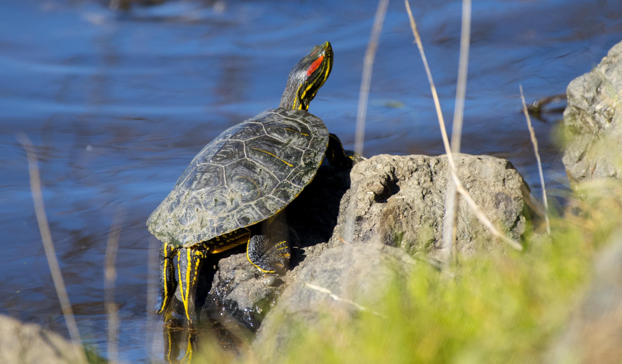 A Red Eared Slider turtle sunbathes on a rock at the edge of the Duck Pond at Travis Air Force Base, Calif., Jan. 13, 2017. Red Eared Sliders are considered an invasive species in northern California where they can take over the habitat of indigenous species such as the Western Pond Turtle, which also resides on Travis AFB. (U.S. Air Force photo/ Heide Couch)
