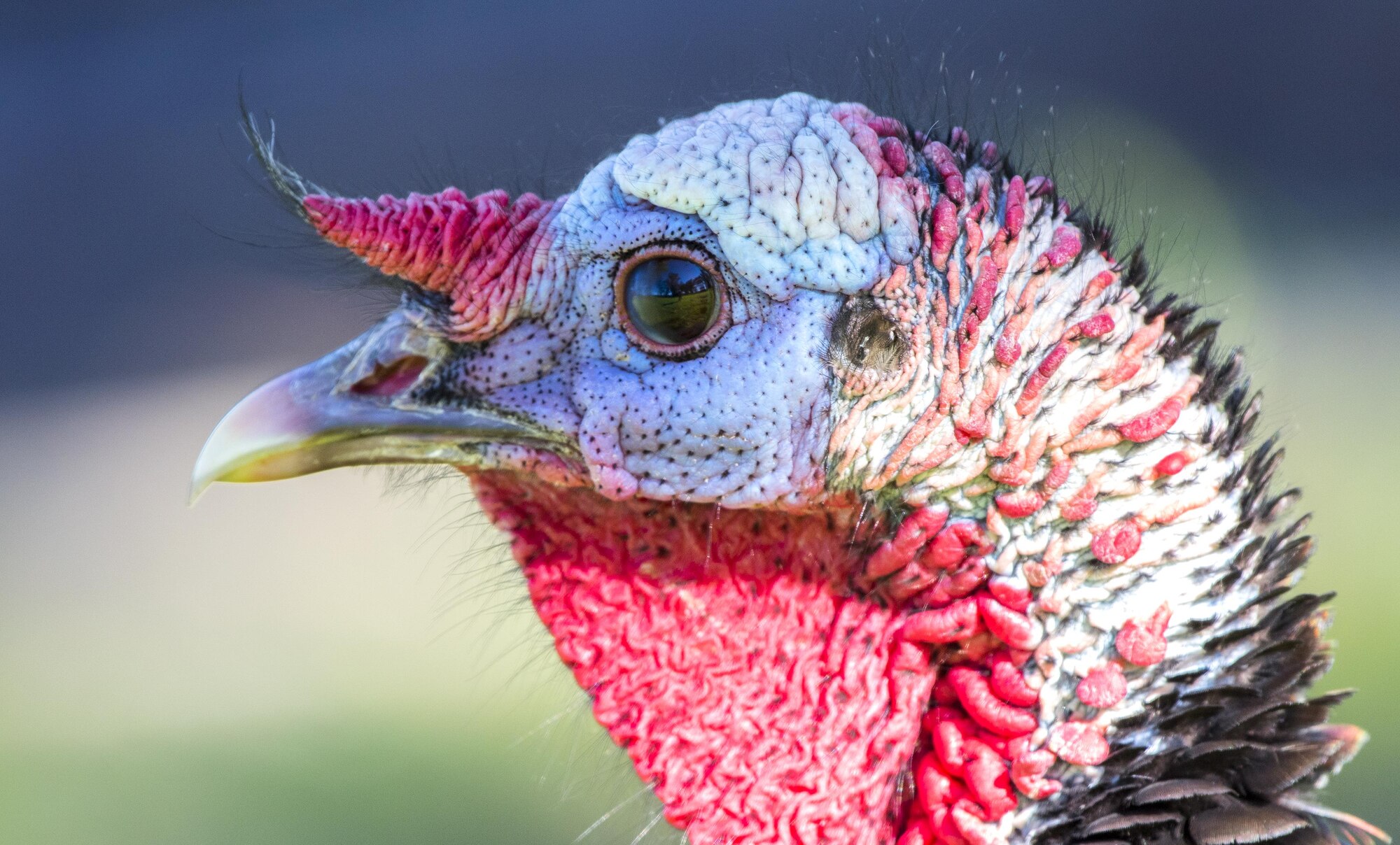 A wild male turkey wanders through a stand of eucalyptus trees at Travis Air Force Base, Calif., Jan. 13, 2017. Turkeys can be found at several locations on base where there is a fairly large transient population. Travis is host to many kinds of wildlife, including threatened or endangered species. (U.S. Air Force photo/ Heide Couch)
